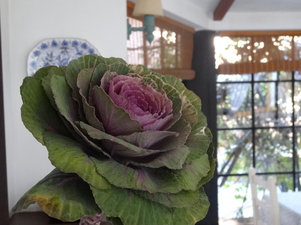 Posada De La Flor コロニア・デル・サクラメント 部屋 写真